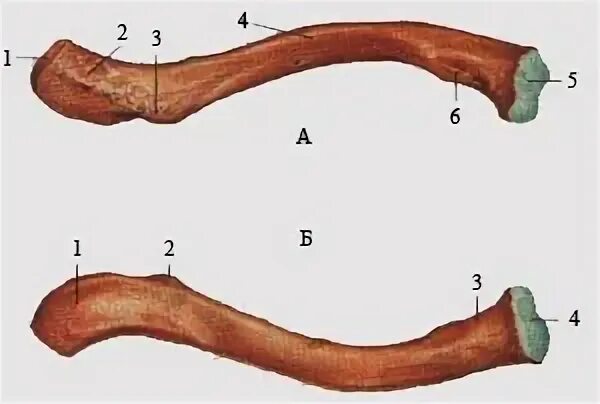 Linea trapezoidea claviculae