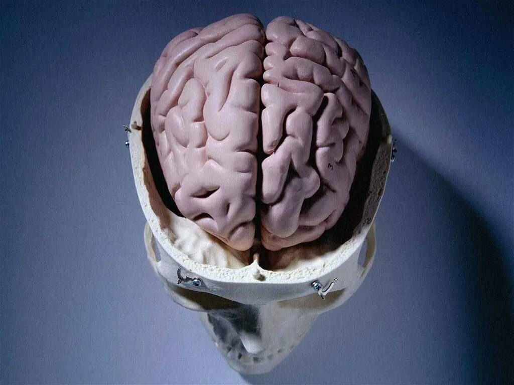 Brain фото. Красивый мозг.