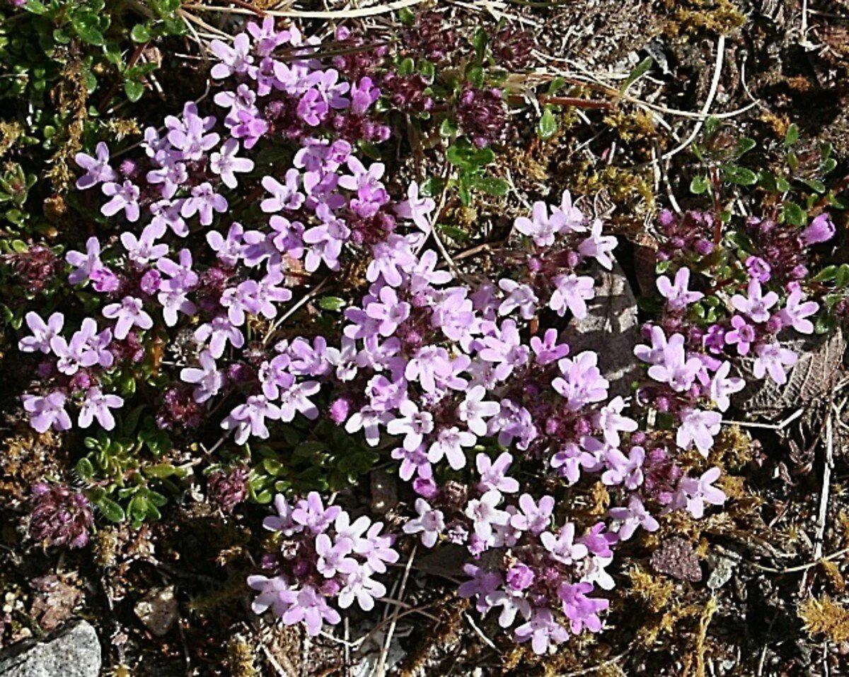 Чабрец какое. Тимьян Жигулевский. Тимьян Жигулевский (Thymus cimicinus). Чабрец клоповый— Thymus cimicinus. Тимьян Даурский.