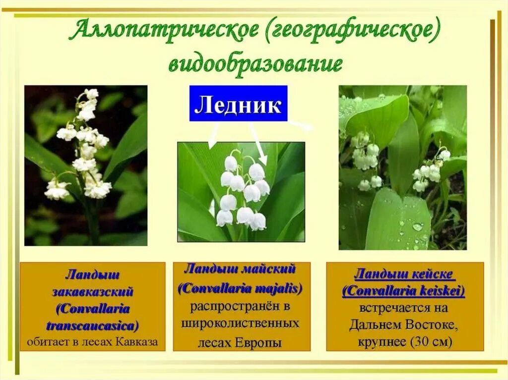 Видообразование презентация 9. Аллопатрическое (географическое) видообразование. Формы аллопатрического видообразования.