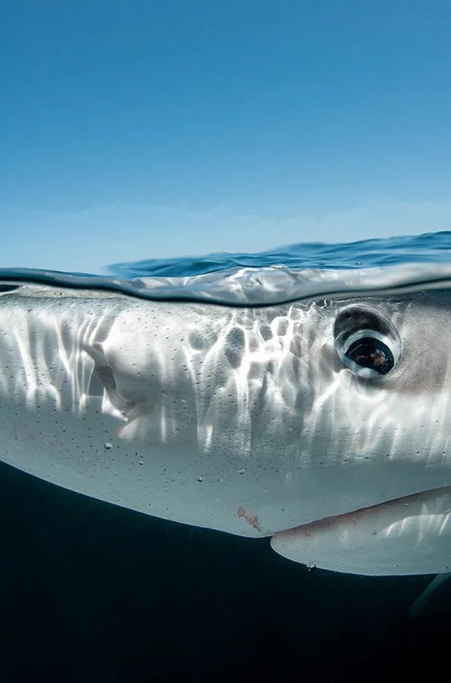 удивленная акула