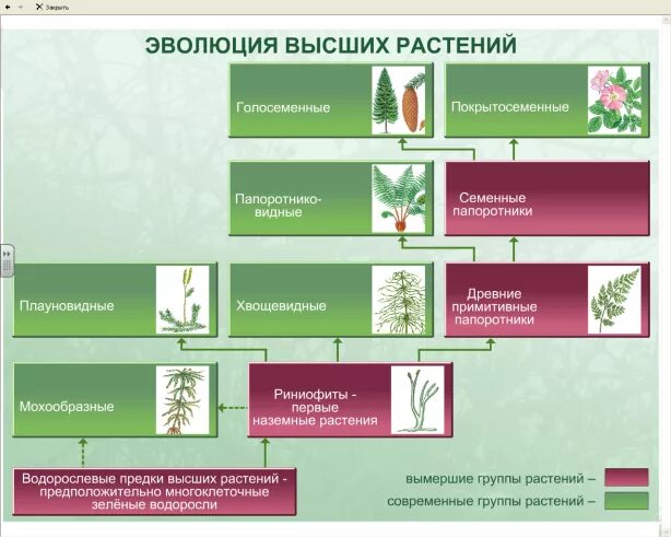 Преобразования у растений