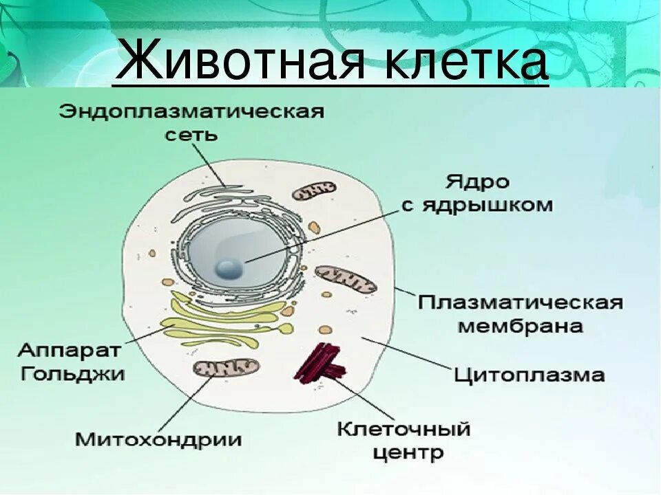 Модель строение живой клетки биология 5 класс. Клетка ядро цитоплазма мембрана. Строение клетки ядро цитоплазма мембрана. Строение клетки основные части 5 класс биология. Какие клетки живые на препарате