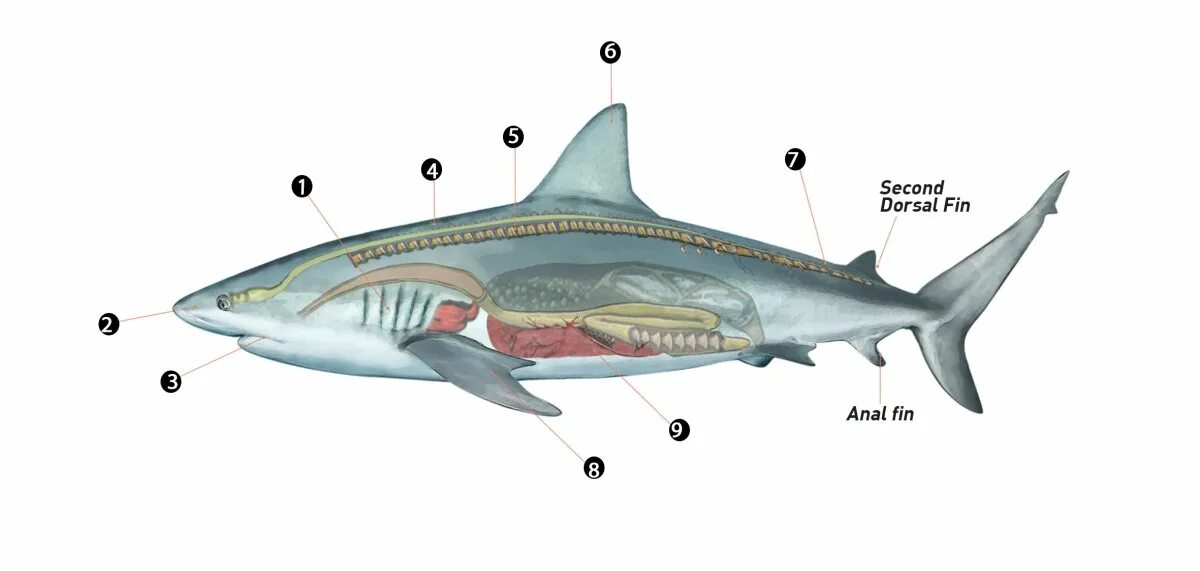 Внутреннее строение хрящевых. Хрящевой скелет акулы. Внешнее строение хрящевых рыб. Скелет акулы Катран. Акула Катран внешнее строение.