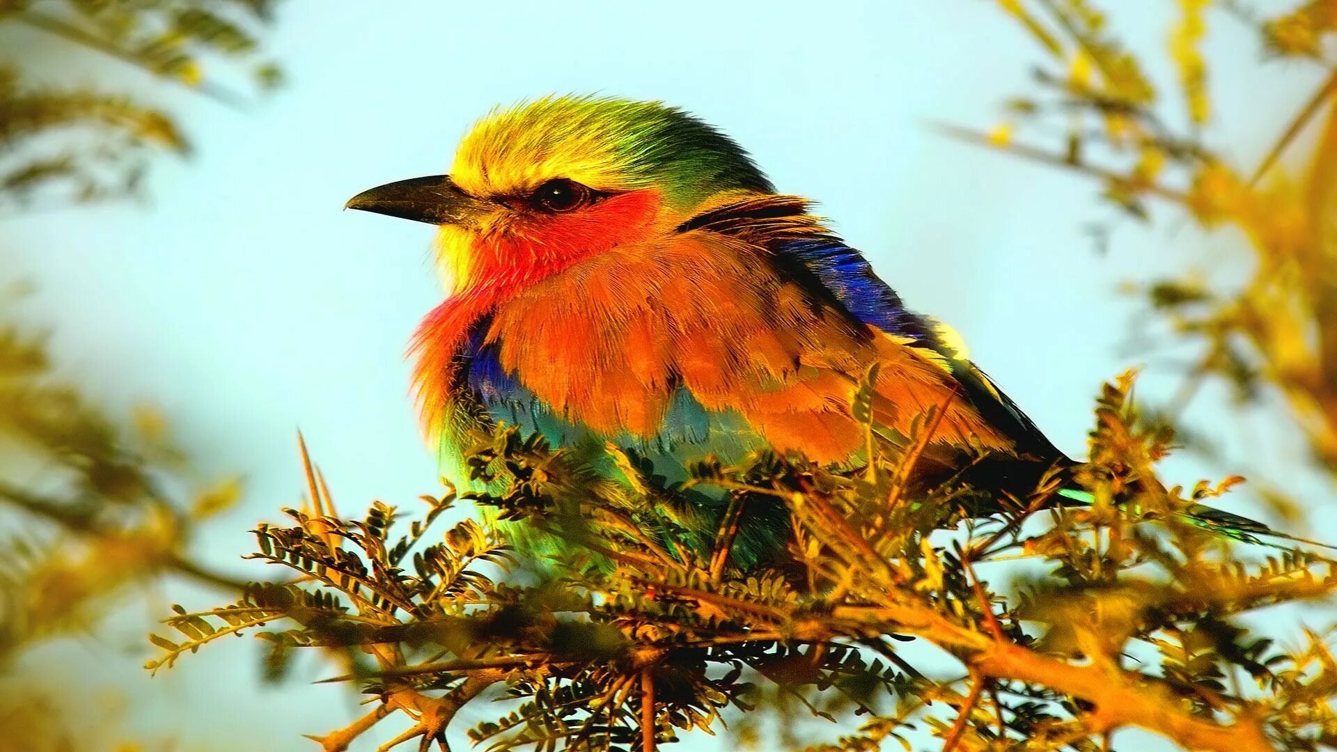 Un oiseau l oiseau