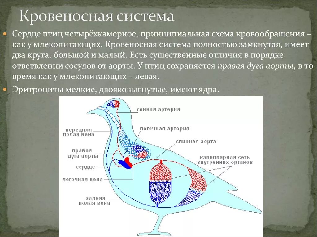 Кровеносная система птиц замкнутая. Схема строения кровеносной системы птиц. Кровеносная система птиц 7 класс схема. Кровеносная система птиц схема рисунок. Кровеносная систептиц.