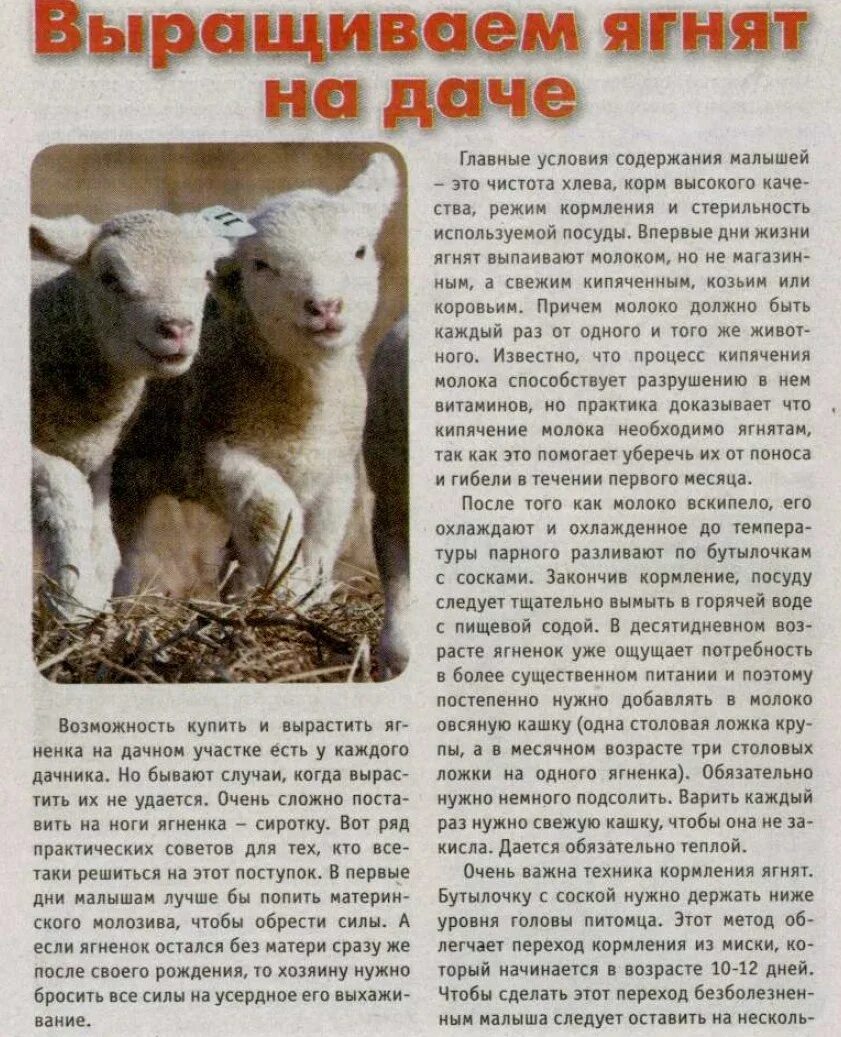 молоко овцы. как кормить ягнят коровьим молоком. как кормить ягнят коровьим молоком. схема кормления козлят. таблица кормления ягнят с первого дня жизни.