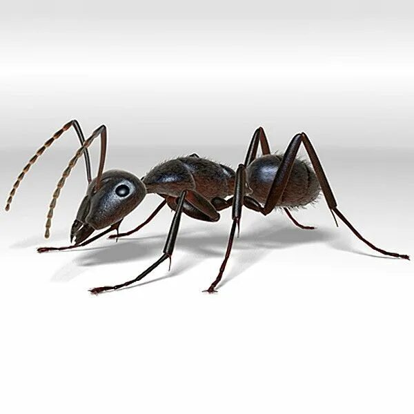 3d ant