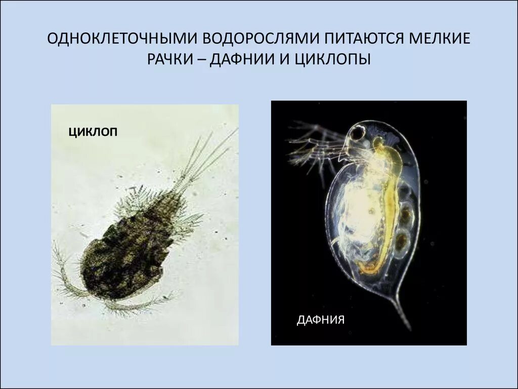 Одноклеточные водоросли дафнии