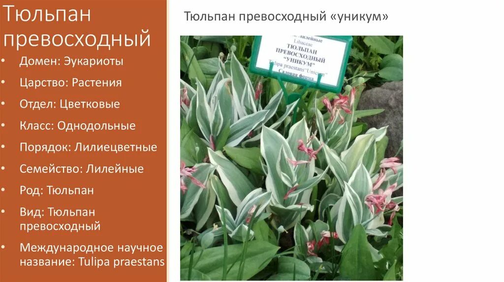 Тюльпан семейство лилейные класс однодольные. Порядок лилиецветные. семейство лилиецветные. лилиецветные и лилейные. порядок лилиецветные строение.