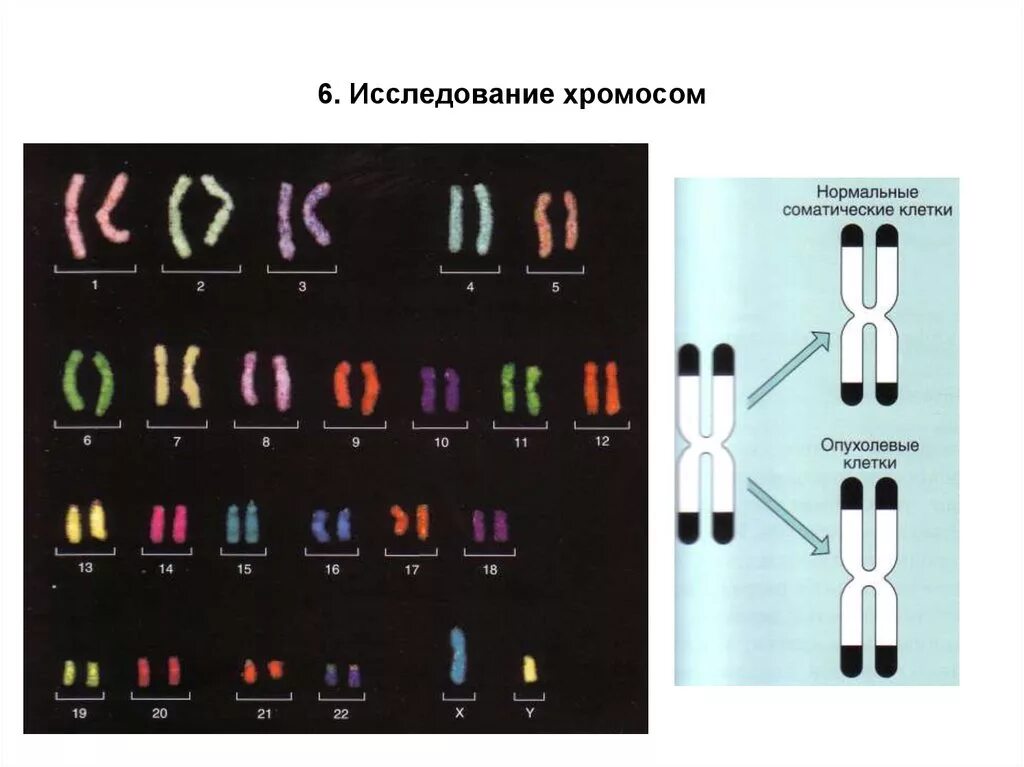 Хромосомы человека. Набор человеческих хромосом. Соматические хромосомы. Набор хромосом у человека.