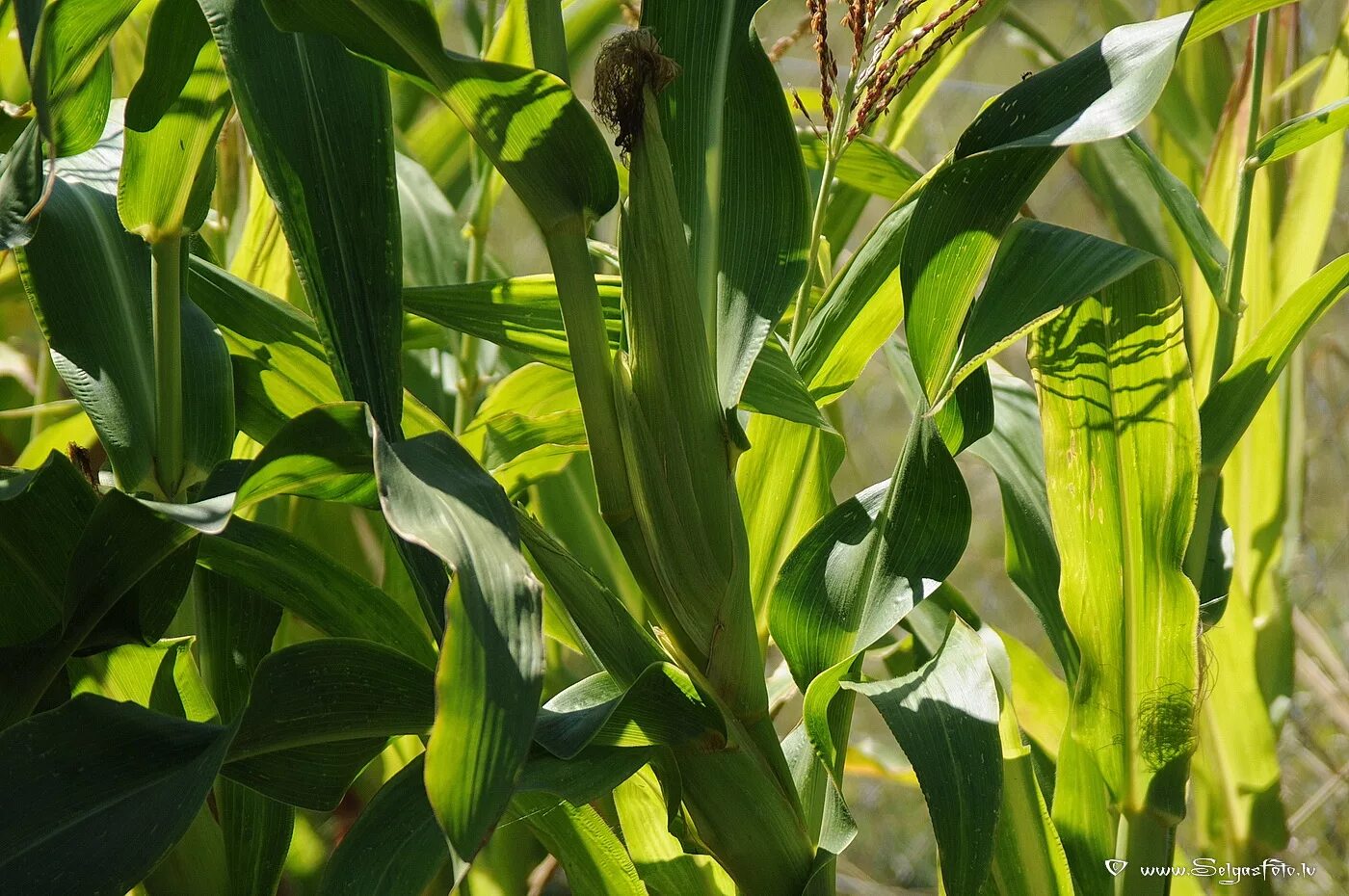 Кукурузные листья купить. Кукуруза - Zea Mays. Кукуруза обыкновенная (Маис). Кукуруза обыкновенная - Zea Mays l.. Кукурузы (Zea Mays) корни.