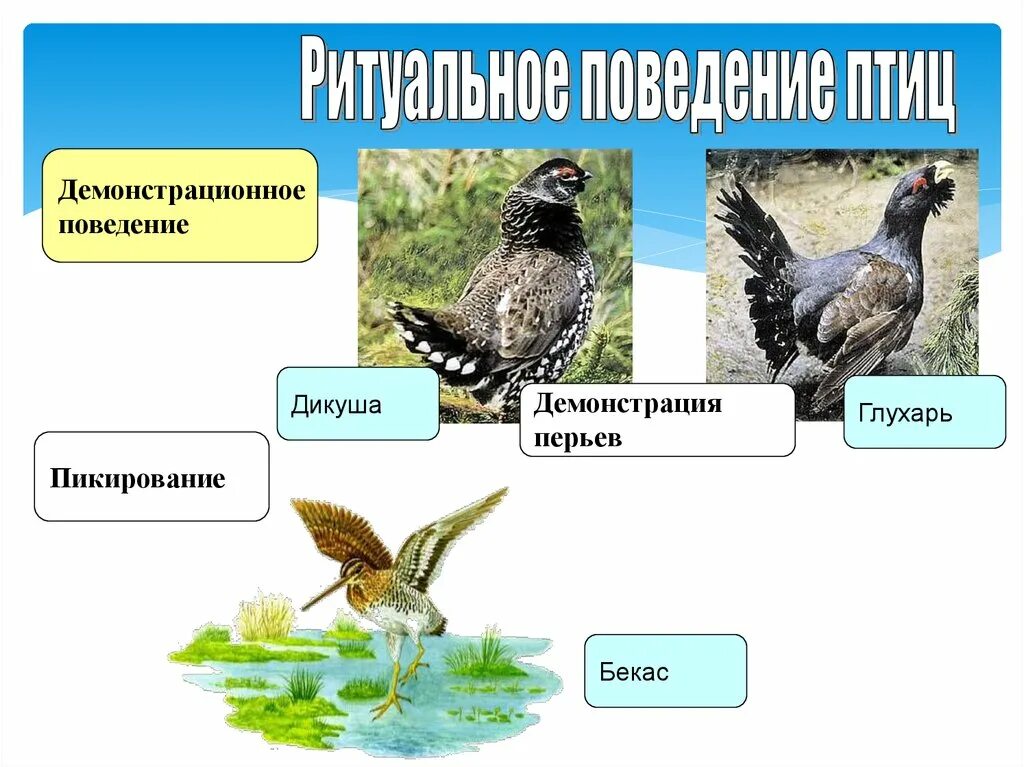 Демонстративное поведение это в биологии. Поведение птиц. Размножение птиц 7 класс биология. Дикуша.