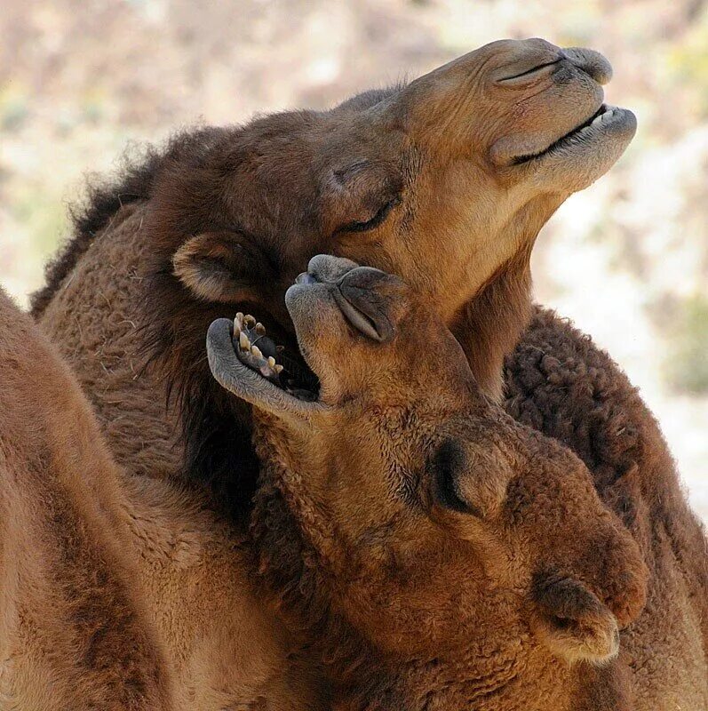 Animal coupling. Животные любовь. Животные пары. Прикольные парочки животных. Нежность животные.