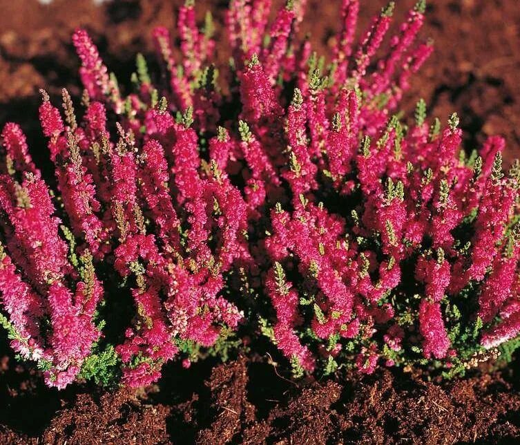Вереск семена. Вереск calluna vulgaris. calluna vulgaris &#039;dark star&#039;. вереск обыкновенный dark star. вереск обыкновенный аллегретто.
