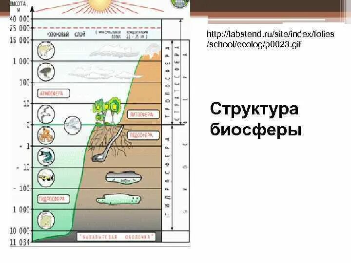 Продуктивность биосферы. Иерархическое строение биосферы. Продуктивные экосистемы биосферы. Трофическая структура биосферы. Биосфера рабочий лист