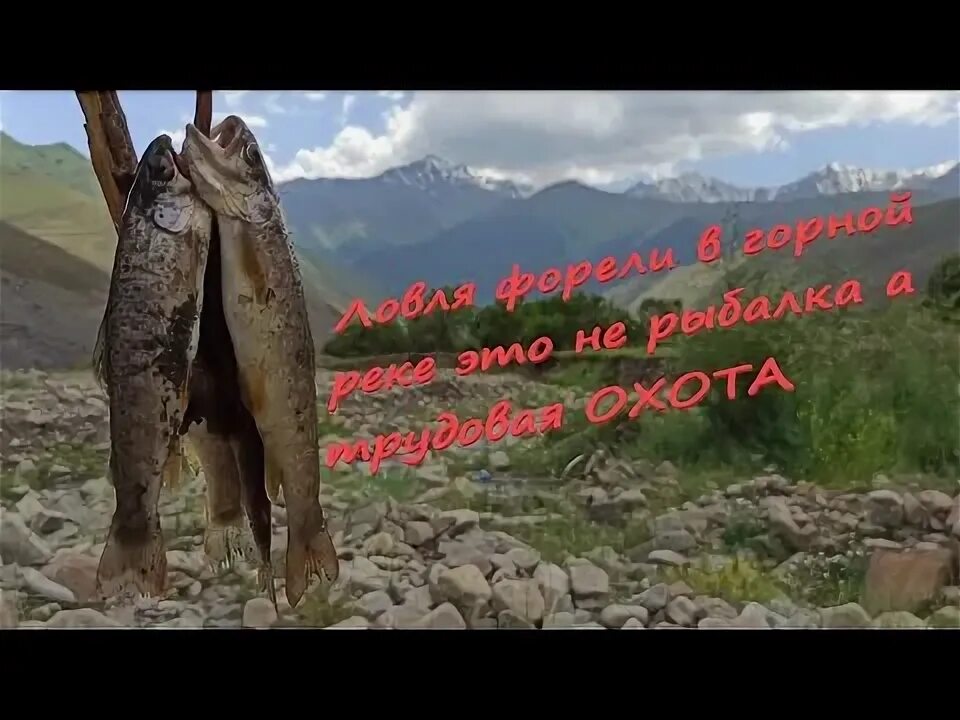 Горные реки ловля форели. Горная форель дагестана. форель в горных реках кавказа. ловля форели в горных реках кавказа. форель в дагестане.