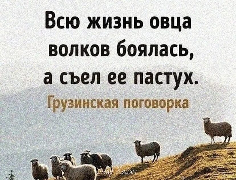 Овца боялась волка а съел ее пастух. Всю жизнь овца Волков боялась а съел. Цитаты про овец. Смешная мудрость.