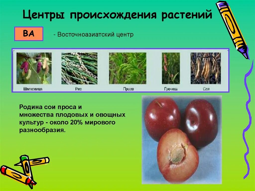 Восточно азиатский центр. Центры происхождения культурных растений. Восточноазиатский центр культурные растения. Востчноазиатский центр пр. Восточноазиатский центр происхождения культурных