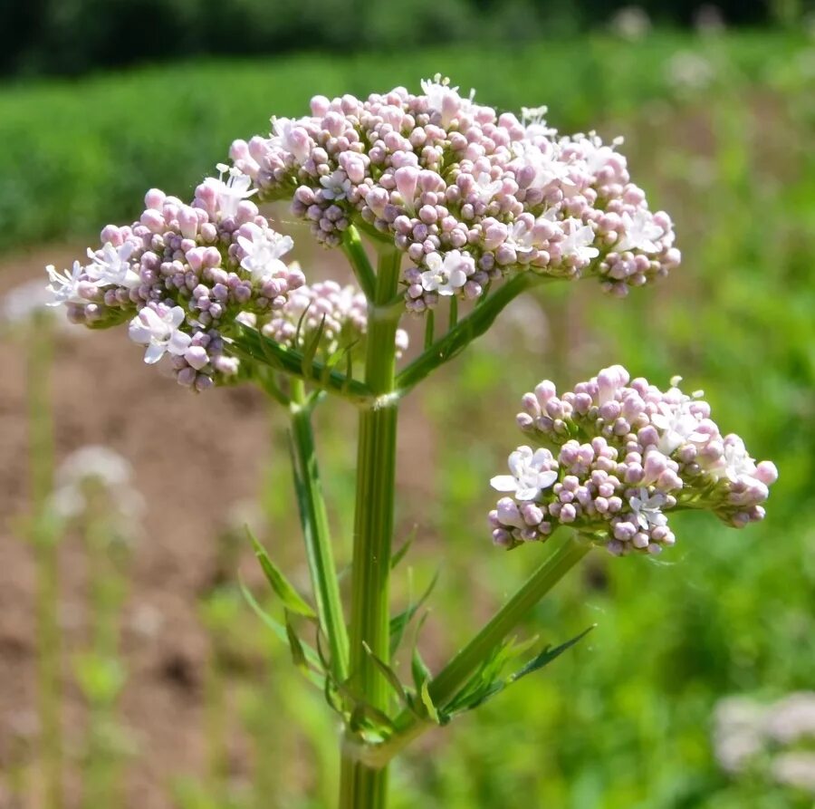 Валерьянка трава. Валерьяна растение. Valeriana officinalis растение. Валериана обыкновенная. Валериана холмовая.