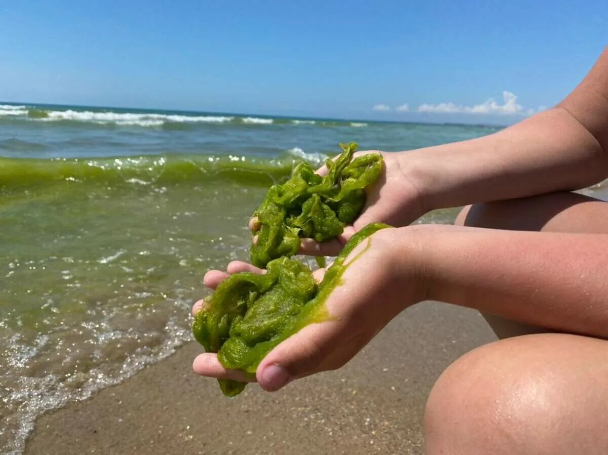 Водоросли в анапе. Анапа водоросли на пляже 2022. Водоросль камка в Анапе. Водоросли в Анапе 2022. Цветение водорослей в Анапе 2022.