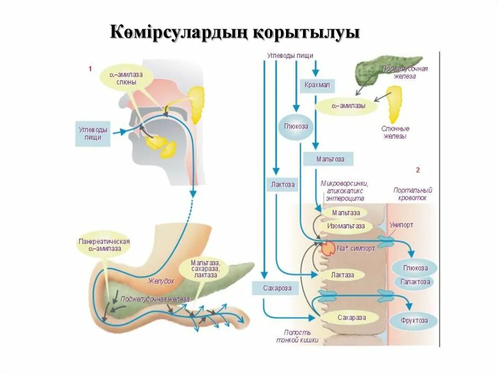 Биохимические превращения углеводов в пищеварительной системе.. Схема переваривания белков. Переваривание белков в желудочно-кишечном тракте схема. Схема расщепления углеводов в организме человека. Слюна расщепляет жиры