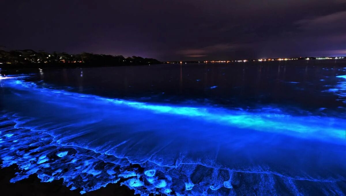 Светятся под водой. Биолюминесценция остров Ванкувер Канада. Водоросль ночесветка черное море. Остров Ваадху Мальдивы. Озеро Гипселенд Австралия.
