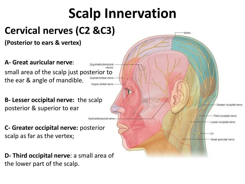 Scalp Mnemonic. Scalp STEMULATE. Scalp перевод