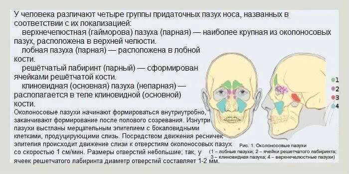 Заболевания носа и придаточных пазух. Синусит – воспаление придаточных пазух нос. Околоносовые пазухи заболевания. Воспалительные заболевания носовой полости.