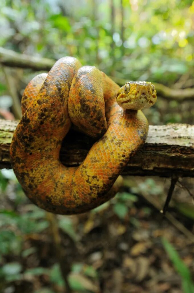 Corallus hortulanus. Corallus enydris. Тропические змеи. Змеи тропиков.