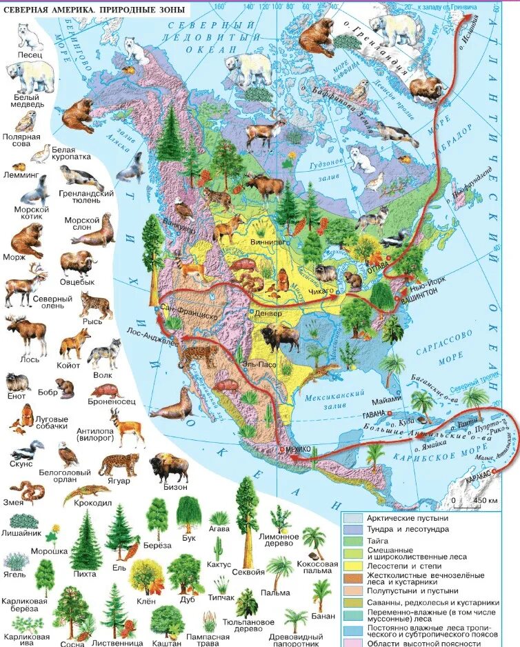 Северная америка путешествие презентация 7 класс география. Карта природных зон Америки. Природные зоны Северной Америки 7 класс атлас. Северная Америка карта природных зон с животными. Карта Северной Америки природные зоны атлас 7 класс.
