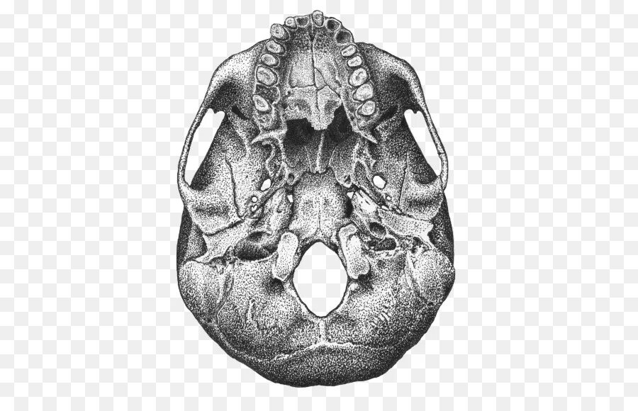 Полости в костях черепа. Череп анатомия. Кости черепа черно белые. Череп анатомия чб. Череп на белом фоне анатомия.