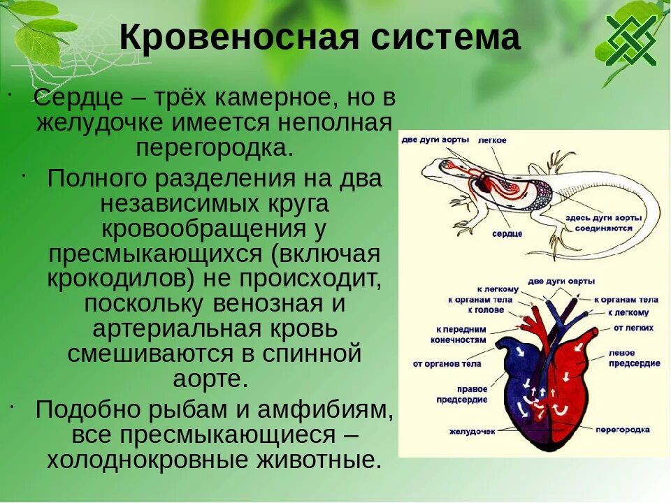 Кровь в сердце у земноводных. Система кровеносной системы ящерицы. Кровеносная система пресмыкающихся 7 класс биология. Класс пресмыкающиеся Тип кровеносной системы. Кровеносная система рептилий круги кровообращения.