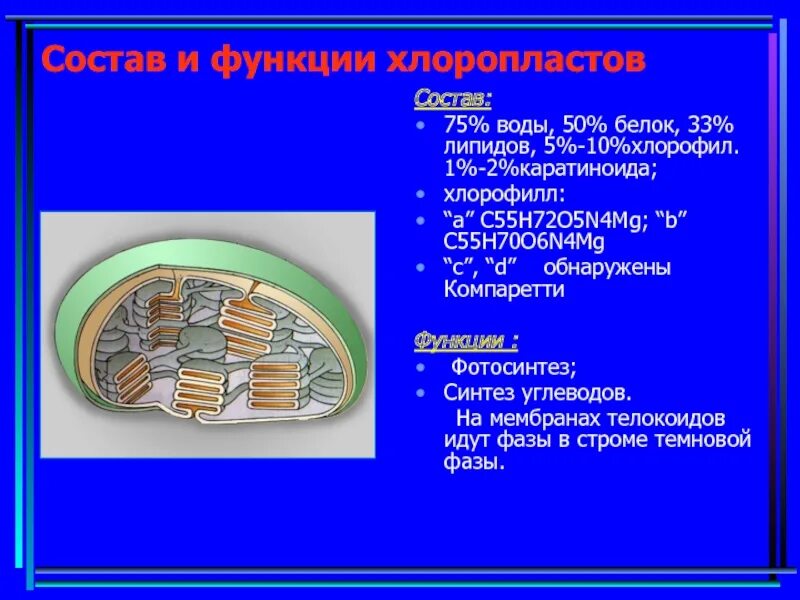 Белки хлоропластов. Химический состав хлоропластов. Функции хлоропластов 10. Строма и Грана.