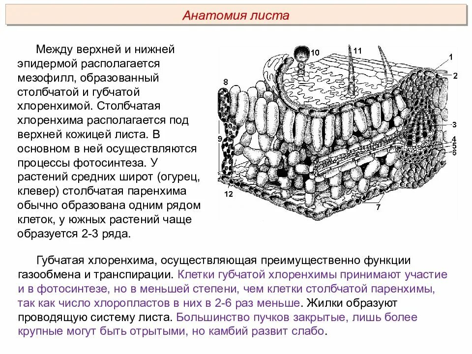 В жилках листа находится сверху. Строение мезофилла листа. Строение клетки мезофилла листа. Мезофилл листа схема. Внутреннее строение листа мезофилл.