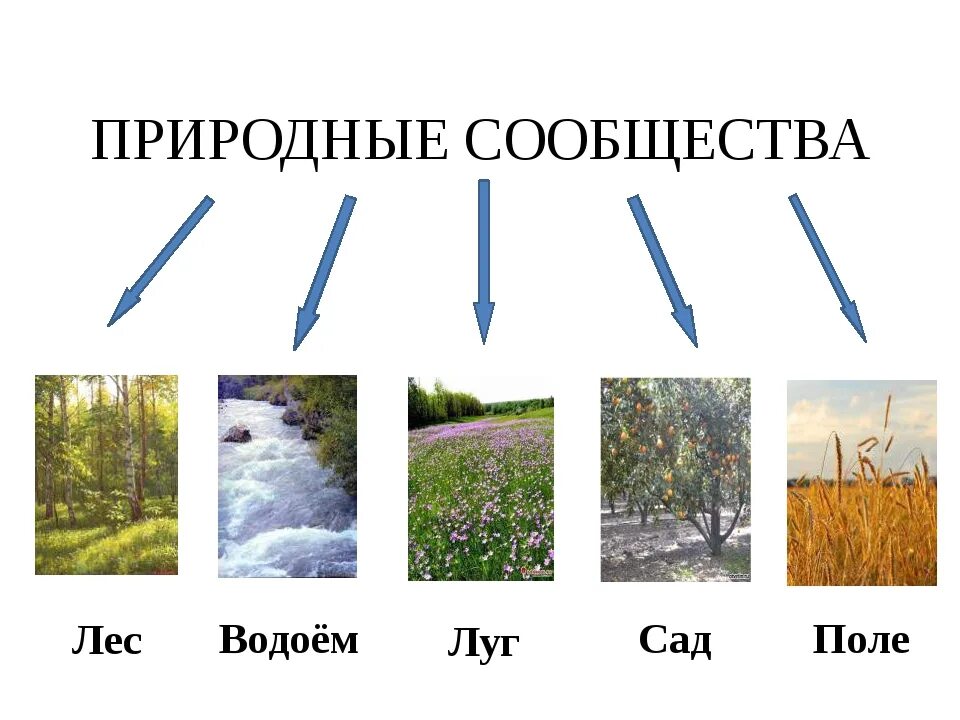 Природные сообщества 3 класс окружающий мир тема. Схема природного сообщества. Название природного сообщества. Естественные природные сообщества. Природные сообщества 3 класс.