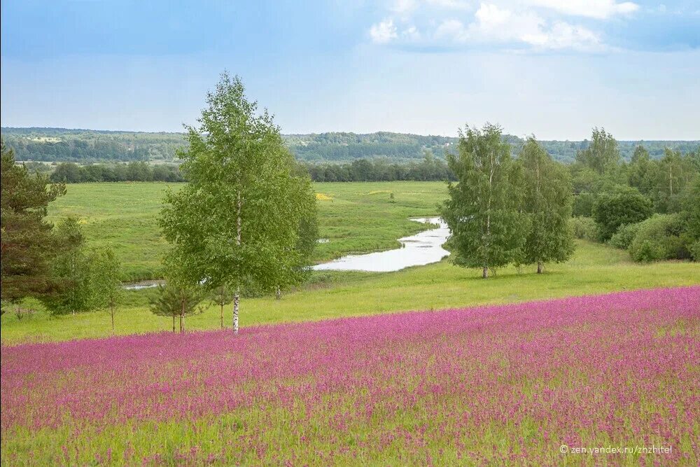 Поля новгородская область. Поля Новгородской области. Любытино поля. Природа Новгородской области. Любытино Хутор река.