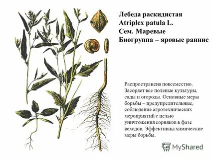 Значение слова раскидистый