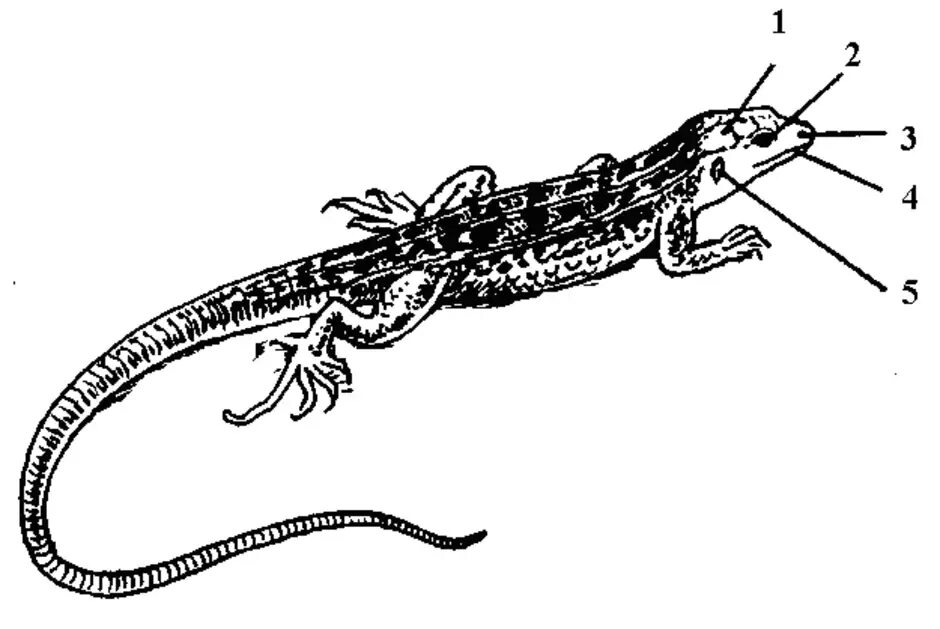 Строение прыткой ящерицы. Внешнее строение ящерицы 7 класс биология. Внешнее строение прыткой ящерицы. Внутреннее строение кавказской агамы. Рисунок пресмыкающихся 2 класс