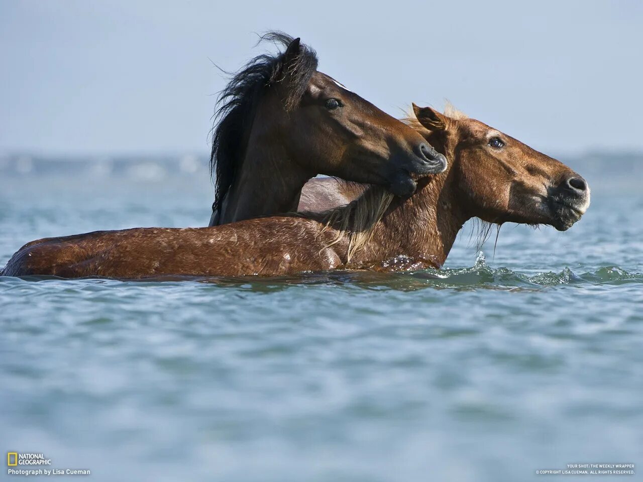 Лошади в океане. Лошадь плавает. Лошадь плывет. Лошади плывут по океану.