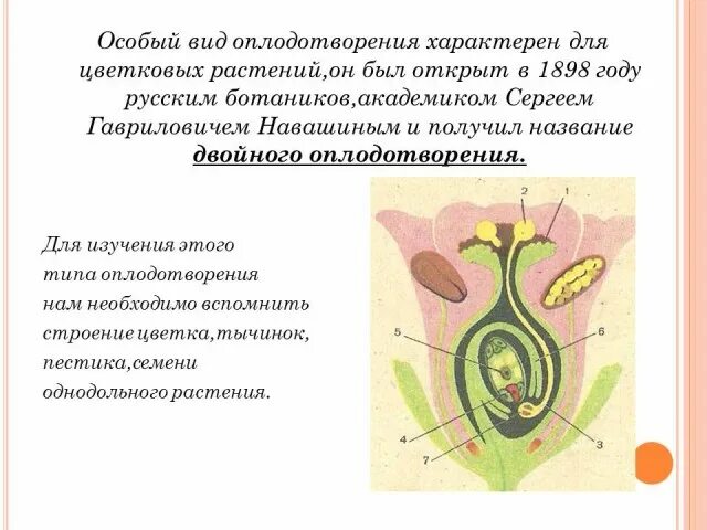 Оплодотворение у цветковых растений. Процесс двойного оплодотворения цветковых. Двойное оплодотворение характерно для. Двойное оплодотворение у цветковых растений.