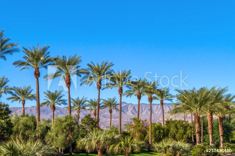 15 palms. 15 palms. Мягкая игрушка пальма. 15 palms. 15 palms.