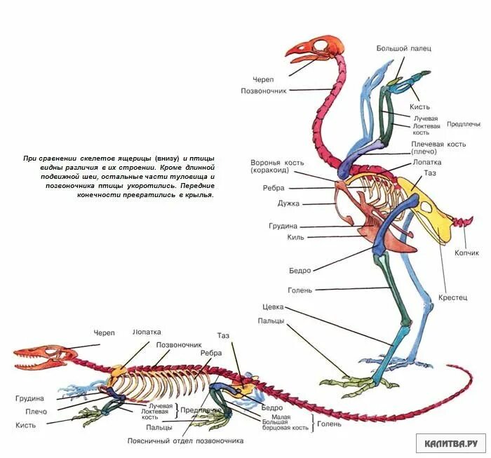 Отделы позвоночника у рептилий. Скелет ящерицы и птицы. Позвоночник птиц. Цевка у ящериц. Отделы позвоночника птиц.