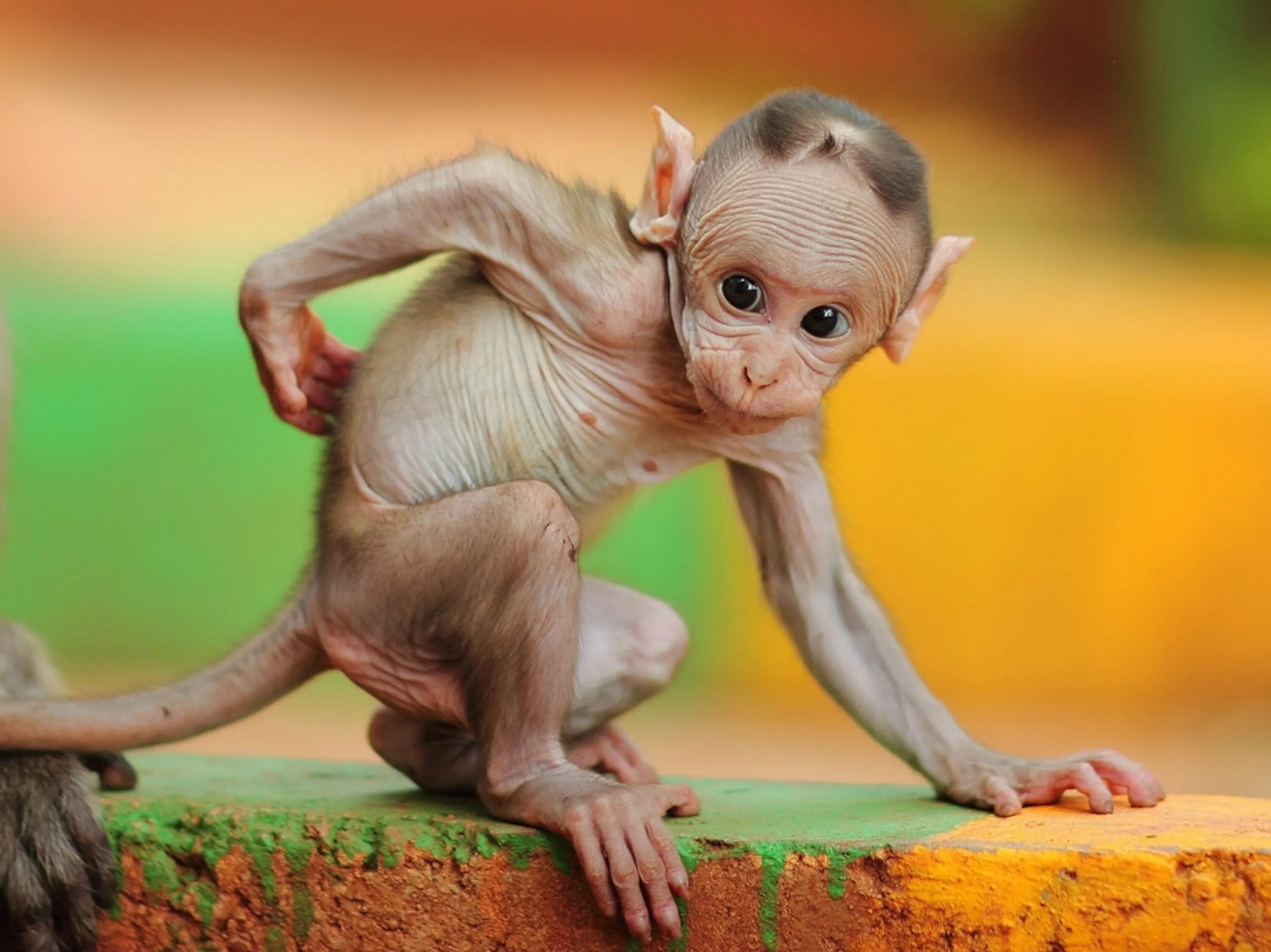 Лысая обезьяна. Шимпанзе без шерсти. Тупое животное в мире