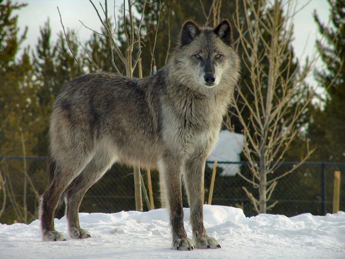Волк в полный рост. Якутский Тундровый волк. Сибирский Тундровый волк. Среднерусский Лесной волк.