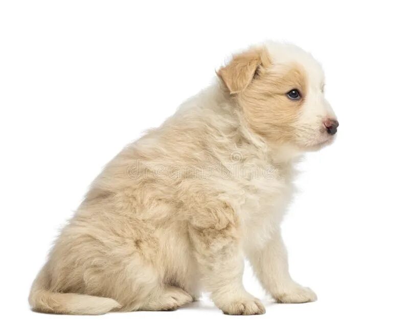 Щенок 6 недель. Puppy in White background.