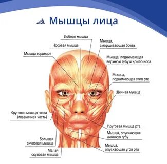 Были на лице это где