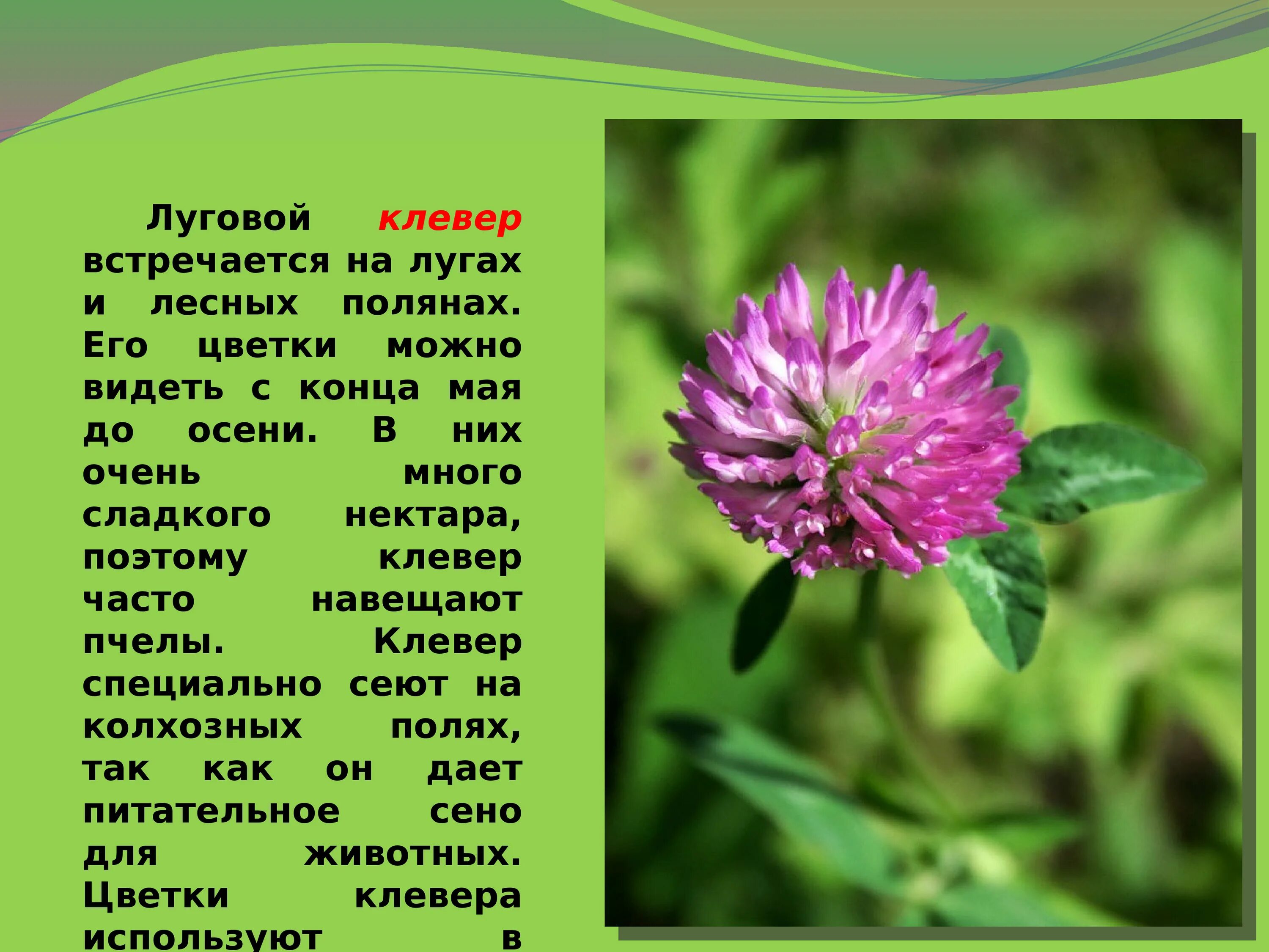 Растения Луга Клевер Луговой. Подцарство клевера Лугового. Клевер красный Луговой описание для детей 1 класса.