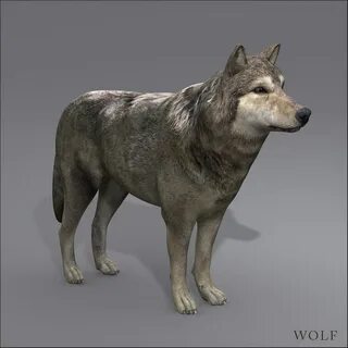 Wolf 3d model
