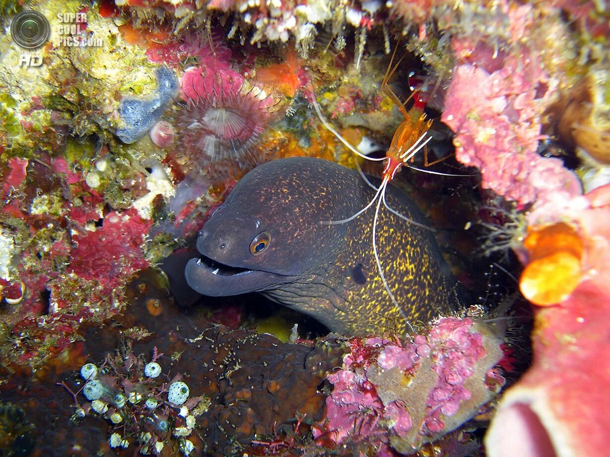 Обитатели моря глубина. Малек мурены. Мурена аквариумная морская. Мальдивы рифы мурены. Рыба собака мурена.
